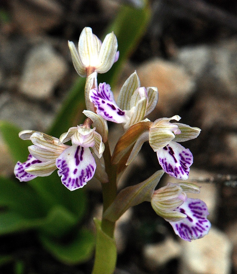 סחלב כלאיים פינברון, הר-מירון, צילם: א. שיפמן©.