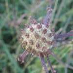 יינית חרוזה, צילם: שיר ורד ©