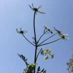 יינית חרוזה , צילם: שיר ורד ©