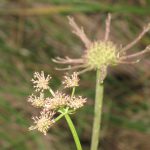 יינית חרוזה , צילם: שיר ורד ©