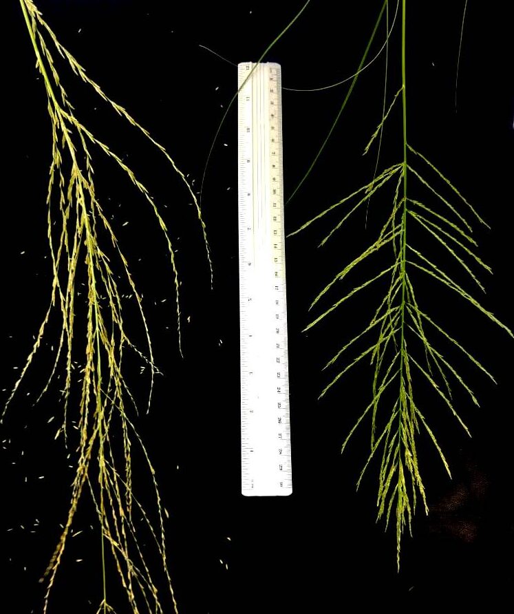 תמונה 4. א. תפרחות של דו-מוץ חום מצמח בעל המופע הרגיל (משמאל) ומצמח הענק (מימין), צילם: עופר הוכברג©.