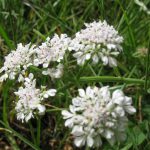 יינית חרוזה , צילם: שיר ורד ©