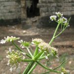 יינית חרוזה, צילם: שיר ורד ©