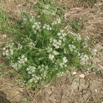 יינית חרוזה, צילם: שיר ורד ©