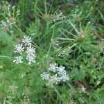 יינית חרוזה , צילם: שיר ורד ©