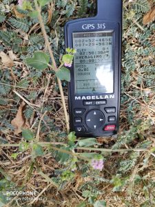 מכשיר GPS על רקע בורהביה זוחלת שנמצאה. צילם דוד פורת ©