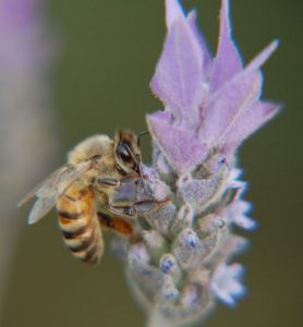 דבורת דבש מבקרת באזוביון משונן. צילם א. שמידע ©