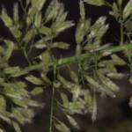 בן-חילף עדין Eragrostis amabilis , צלם בר שמש ©