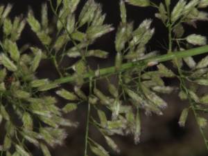 בן-חילף עדין Eragrostis amabilis , צלם בר שמש ©