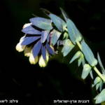 דונגית ארץ-ישראלית, צלם ליאור אלמגור ©