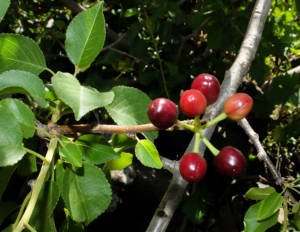 שזיף קטן-פרי Prunus mahaleb צילם עוז גולן ©