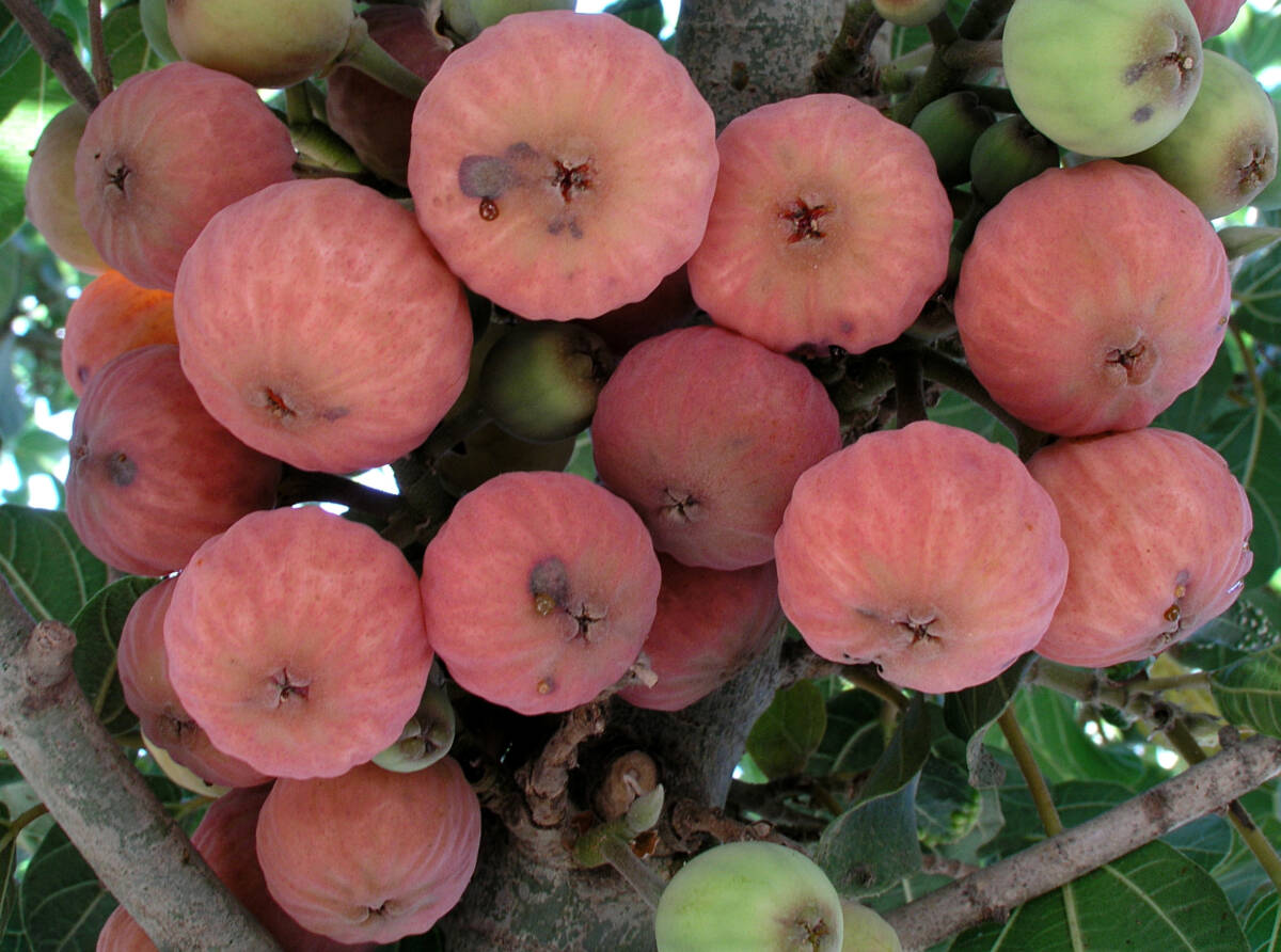 פיקוס בת-שקמה