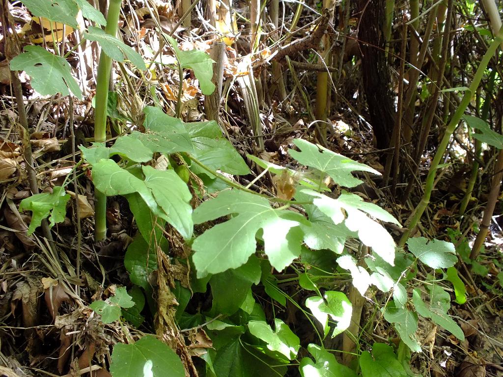 פיקוס התאנה 29-5-14 שמ-חצבאני שיר ורד