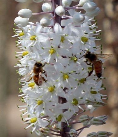 חצב+ד.דבש 16.9.20 עתלית א.פיק