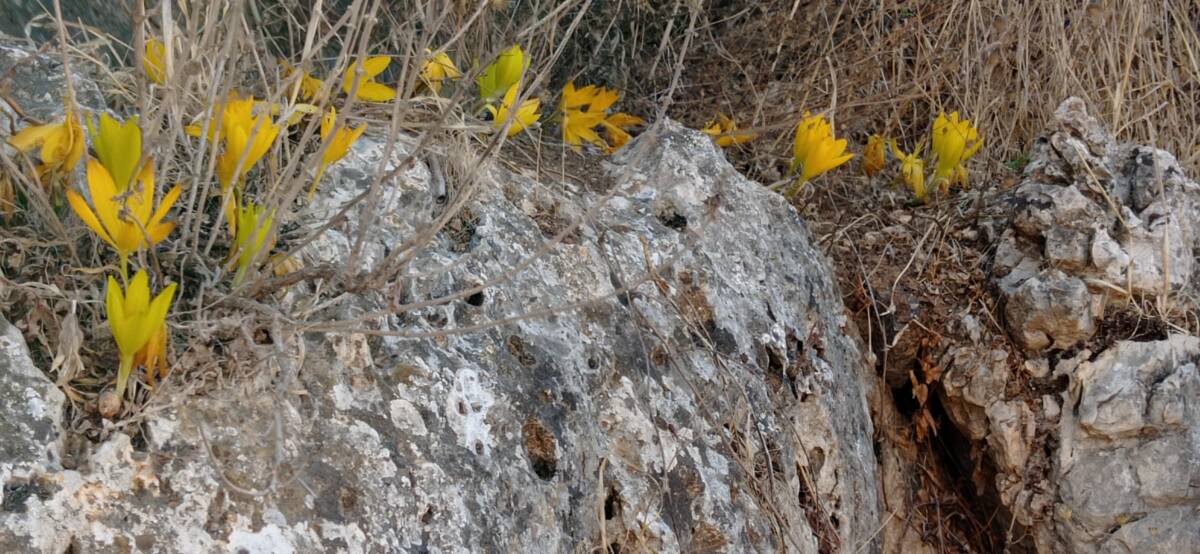 חלמונית גדולה 22.10.20 הר-כביר ש-2