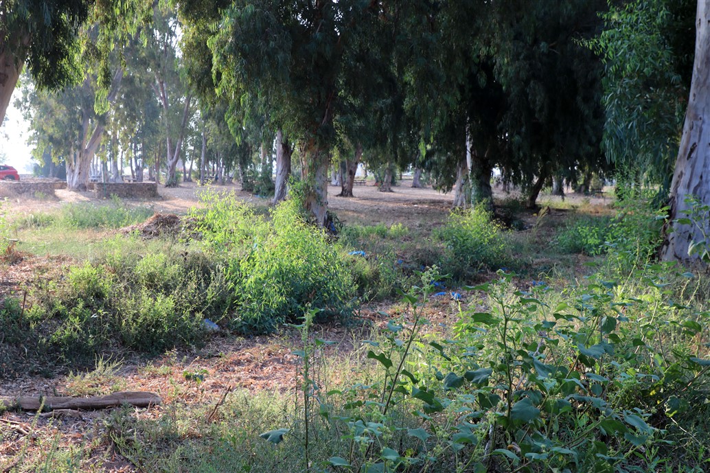 בית-גידול חניון הירבוז 16.9.20 עתלית א.פיק