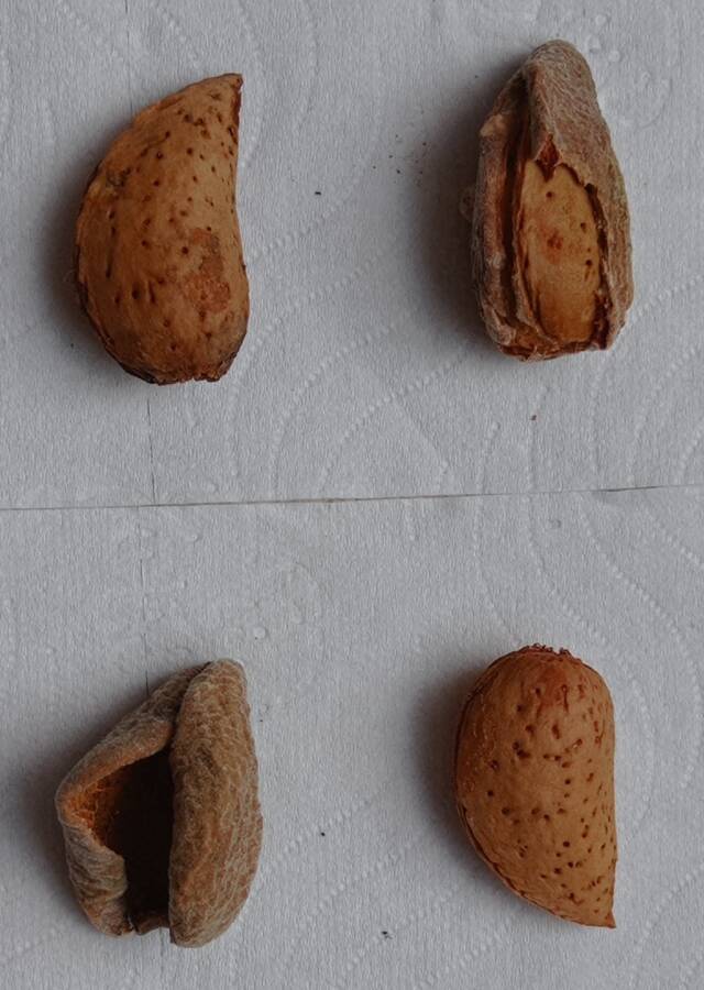 שקד מצוי פרי 1.9.20 ה.ג. ש-1