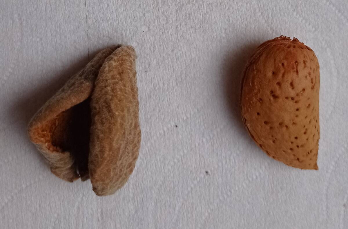 שקד מצוי פרי 1.9.20 ה.ג. ש-3