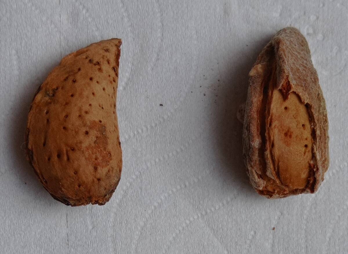 שקד מצוי פרי 1.9.20 ה.ג. ש-שער