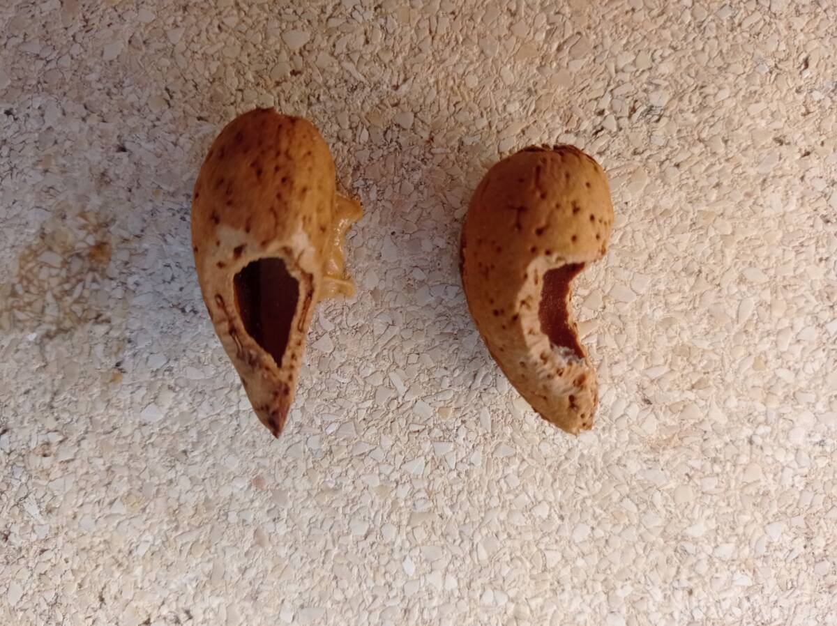 אגוזי שקדים מכורסמים. צילום: א. שמידע