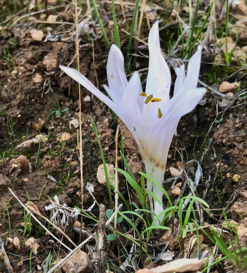 סתוונית טוביה 18.11.20 איבי-הנחל כיסן ה.סרוסי-שער