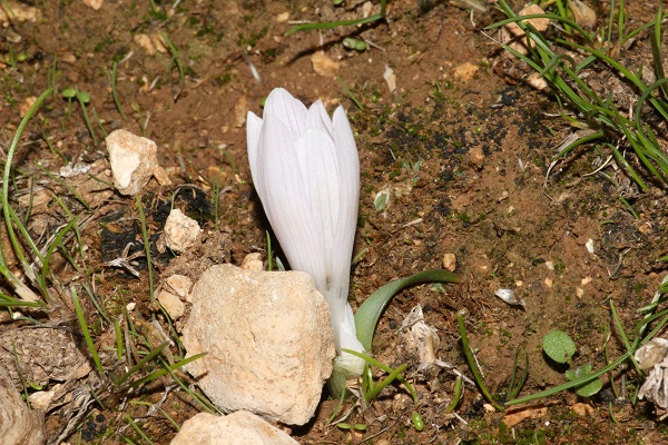סתוונית טוביה 18.11.20 איבי הנחל נ.צברי-1