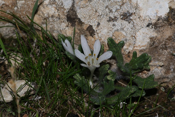 סתוונית טוביה 18.11.20 איבי הנחל נ.צברי-2