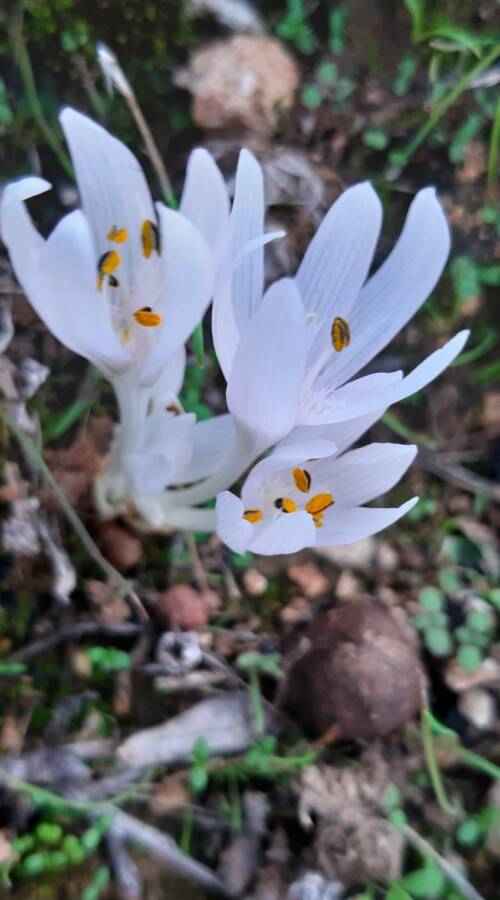 סתוונית טוביה 18.11.20 נ.ערוגות-עילי ע.פרידמן-1