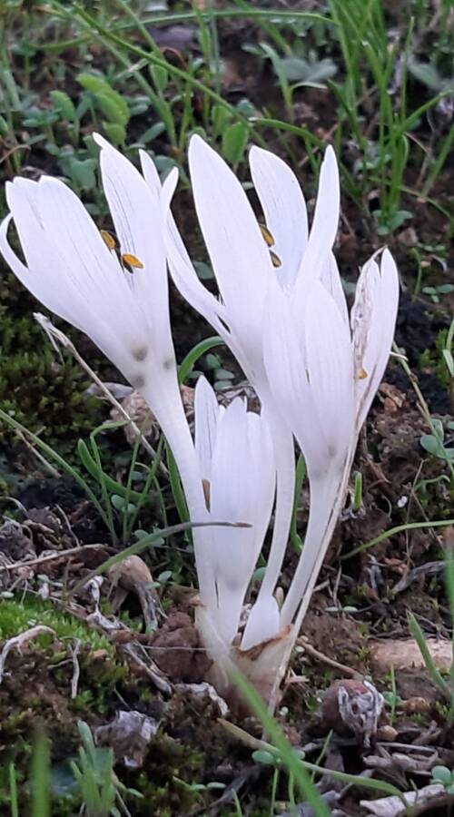 סתוונית טוביה 18.11.20 נ.ערוגות-עילי ע.פרידמן-2