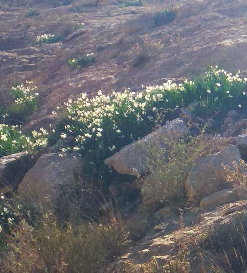 נרקיס מצוי 1.1.21 נ.מסעד ש.כהן-4