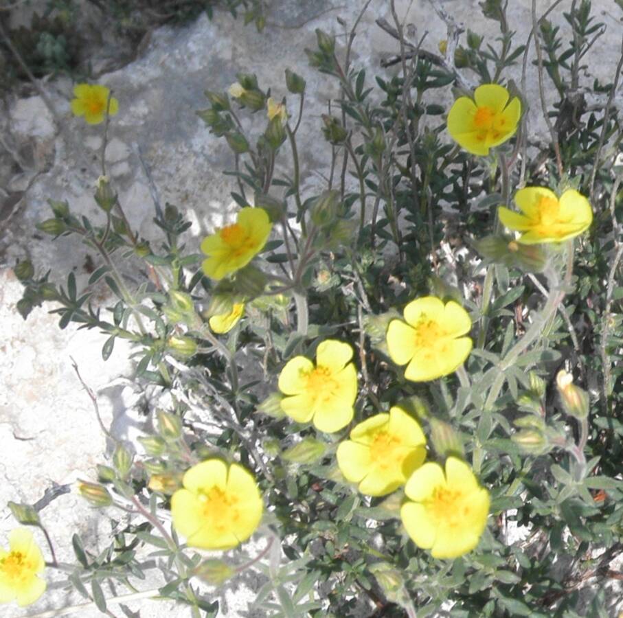 לוטמית דביקה, 16.3.20 טירה-אל-פוקה, צילם דני כץ ©