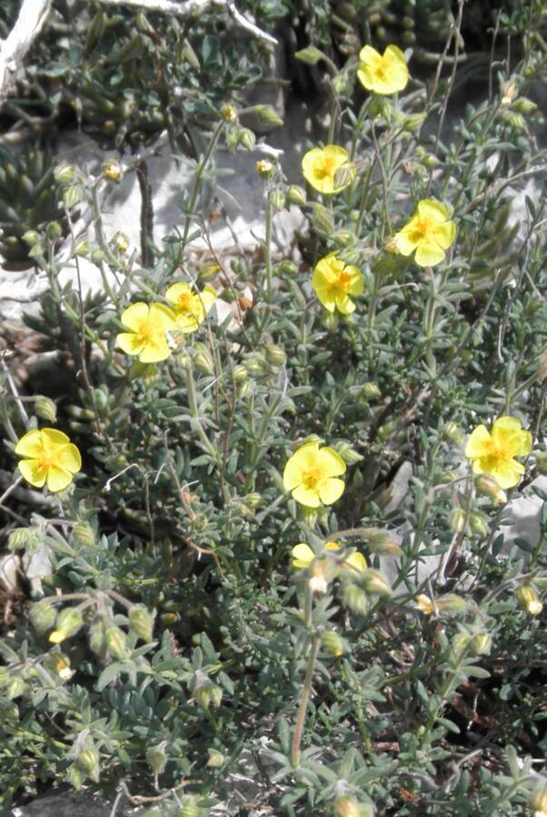 לוטמית דביקה, 16.3.20 טירה-אל-פוקה, צילם דני כץ ©