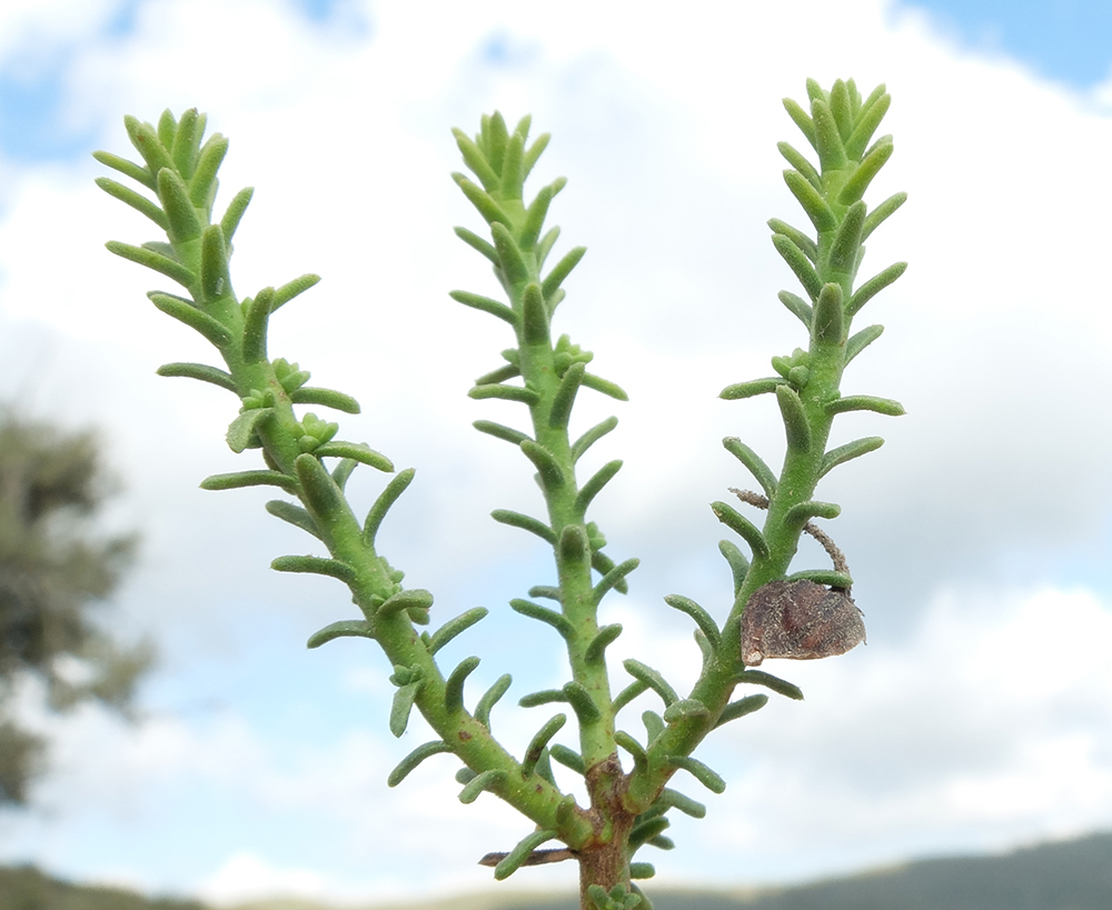 לוטמית המטאטא, 19.6.18, כרמל, צילם עוז גולן ©