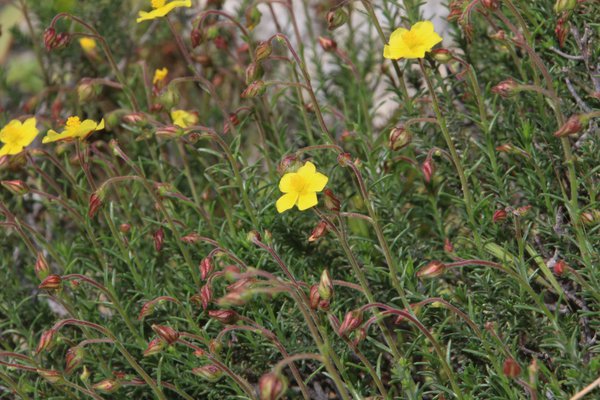 לוטמית המטאטא, 21.3.19, לפיד, צילם נוגן צברי ©