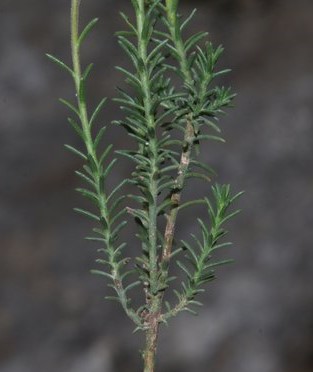 לוטמית המטאטא, 21.3.19, לפיד, צילם נוגן צברי ©