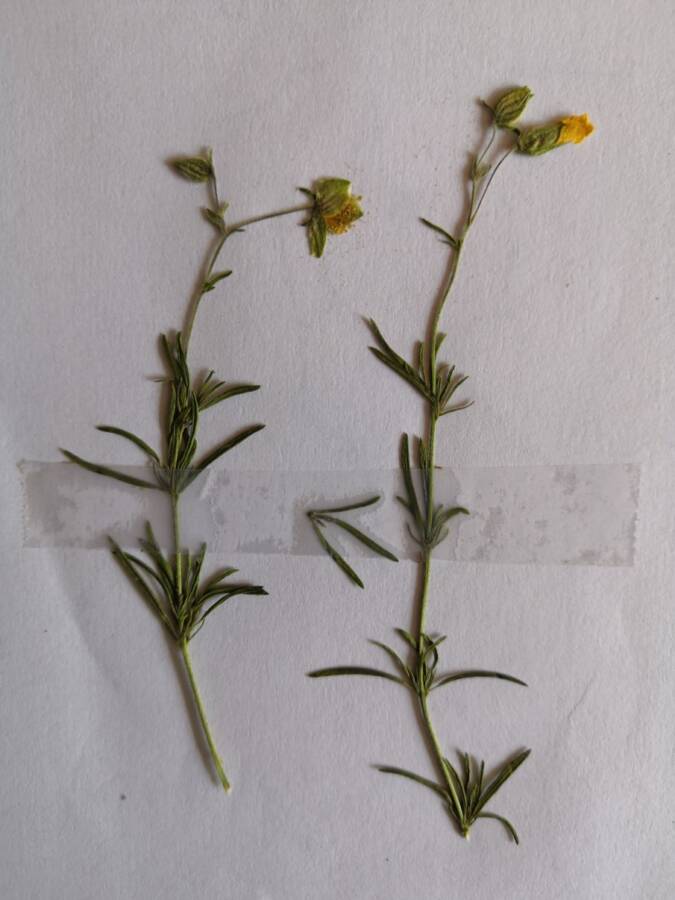 לוטמית חלקה, 21.4.19 שוצריה-קטנה, צילם דני כץ ©