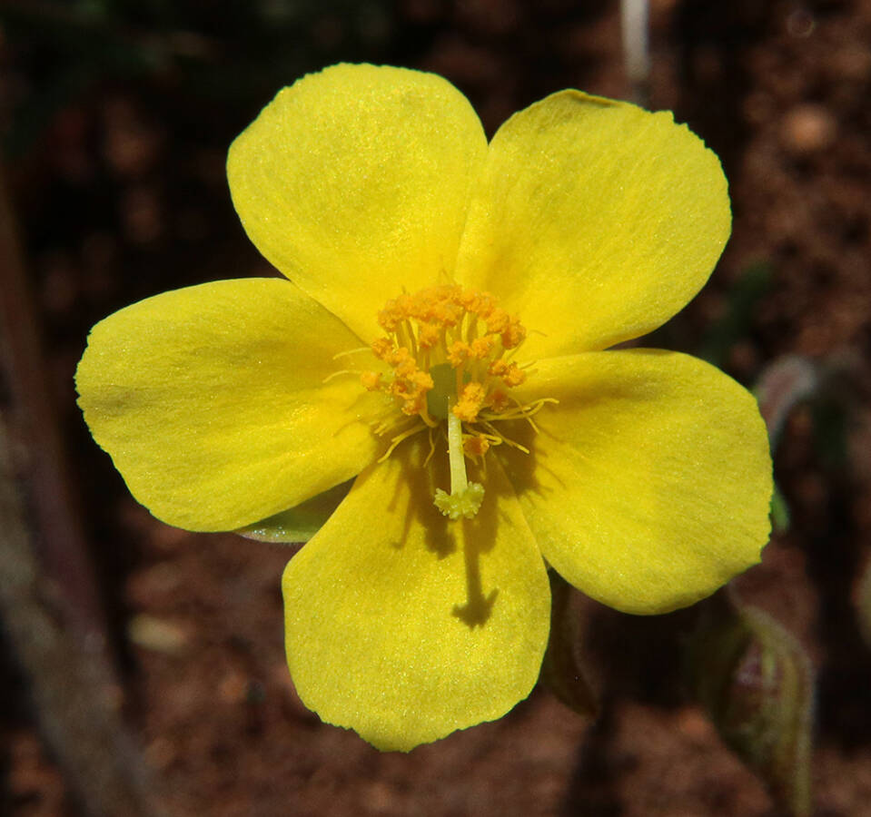 לוטמית המטאטא, עלי-נטוי 9.4.19, ר.כרמיה, צילם עוז גולן ©