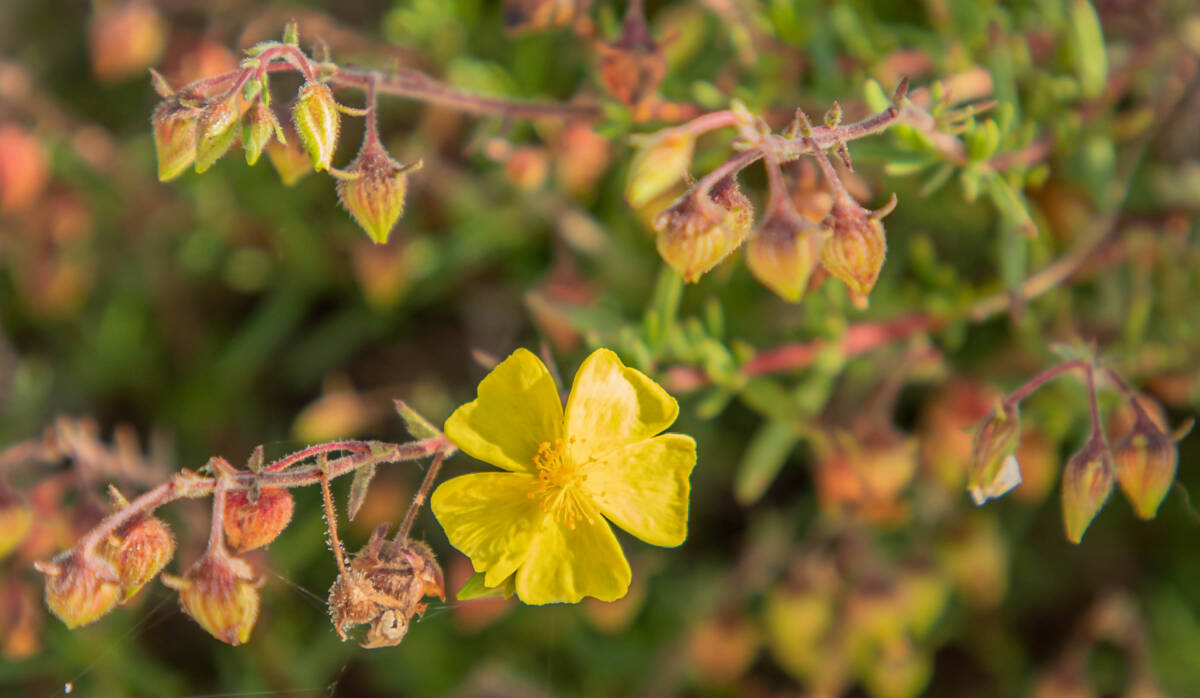 לוטמית דביקה 3.5.2020 כרמייה, צילם ©