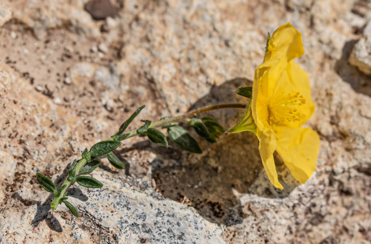 לוטמית ערבית 7.5.2020 שביל קטלבים עוספייא, צילם ©