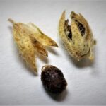 בן-שרעול אטלסי בית גידול דמות הצמח ותפרחת, צילמה: מרס שמאלי ©