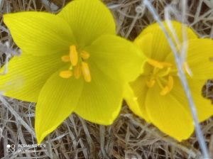 חלמונית גדולה sternbergia clusiana