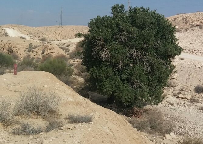 עץ חרוב צעיר חדש בהר-בוקר - כלנית