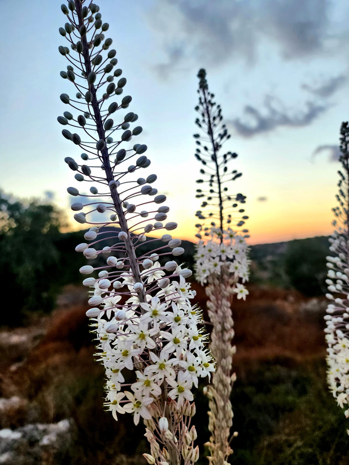 החצב פורח : האם הקדים או אחר לפרוח השנה (תשפ