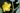 אבוטילון קהה בן שיח נדיר בעל פרחים גדולים מרשימים (אוקטובר 2023)