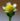 גלינסוגה קטנת-פרחים צמח גר, חד-שנתי (דצמבר 2023)