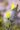 עפעפית גדולת-פרחים, בן-שיח מדברי שפרחיו צהובים (ינואר 2024)