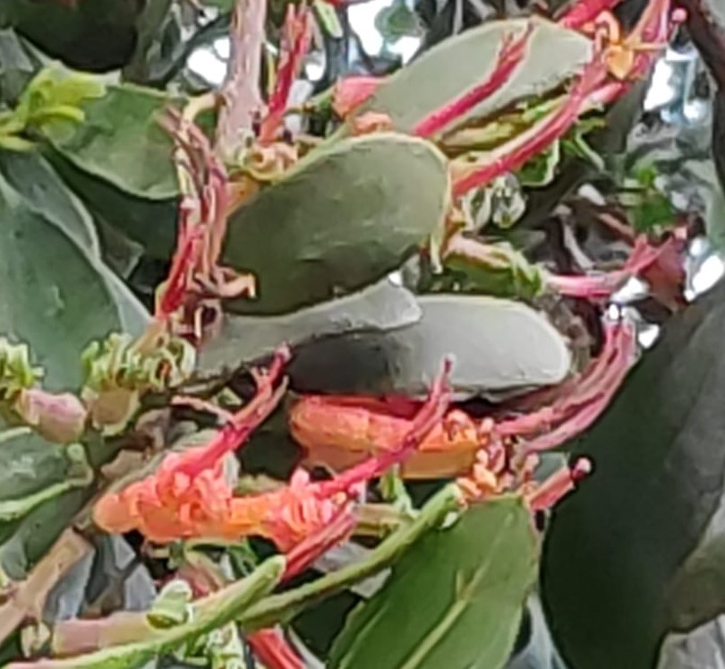 הרנוג-השיטים-24.2.21-משכיות-בק.על.-כרמל